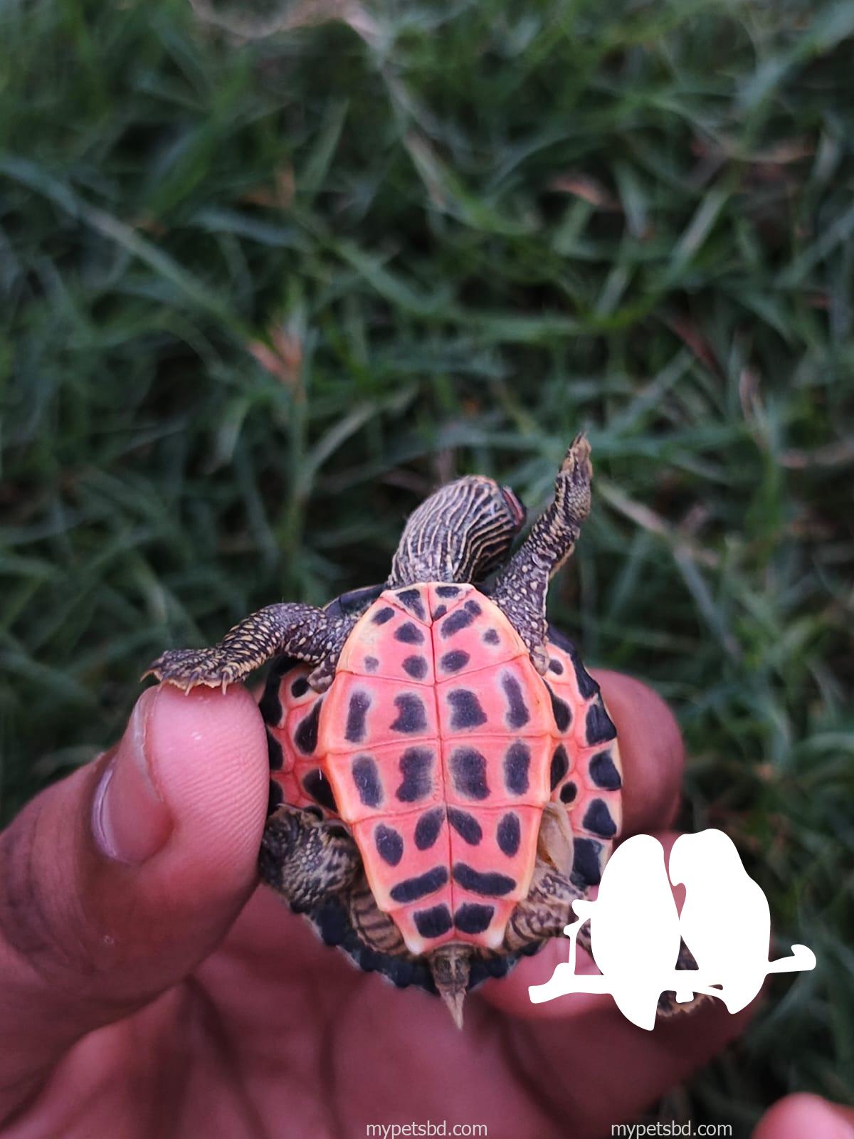 Turtle For Sell