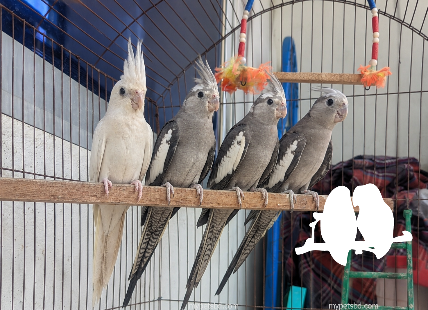 Cockatiel bird sell hobe… Pure susto ache…proyojone basay ese dekhe niye jaben…