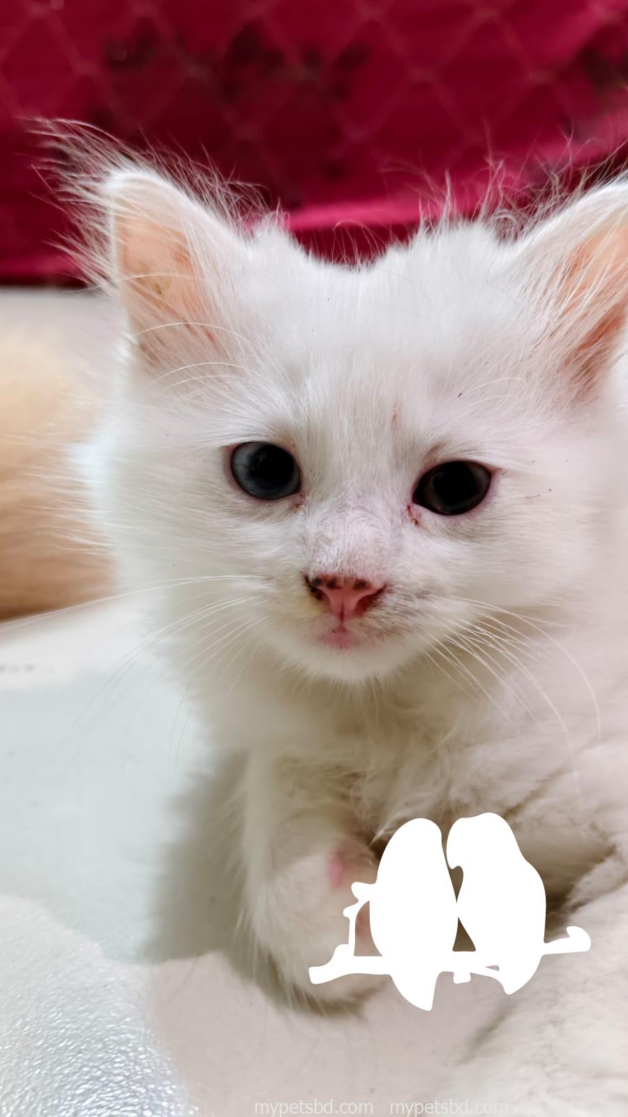 Pour persian white colour odd eye