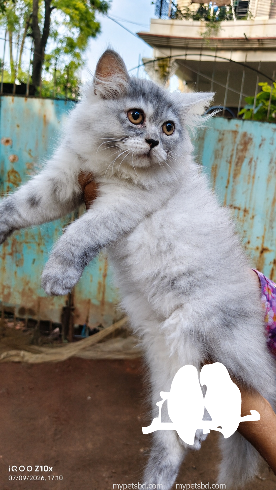 Female pure breed Persian kitten