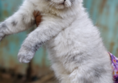 Female pure breed Persian kitten