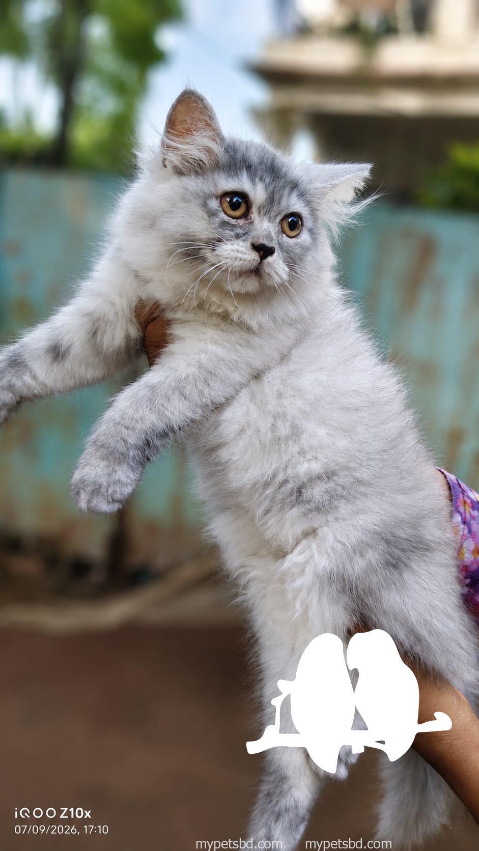 Female pure breed Persian kitten