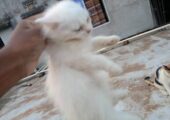 Persian Female Cat
