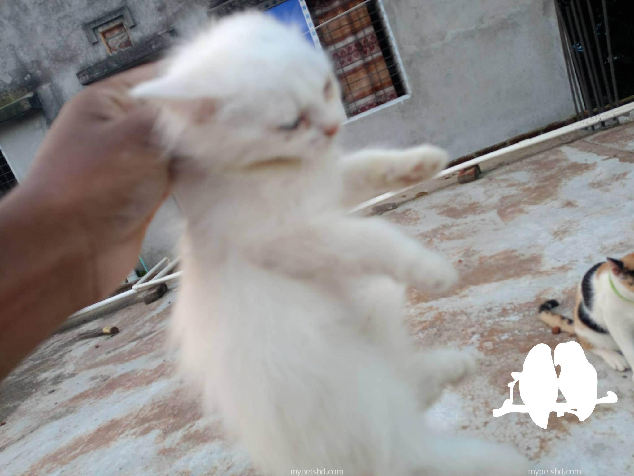 Persian Female Cat