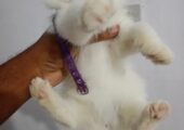 Persian Female Cat