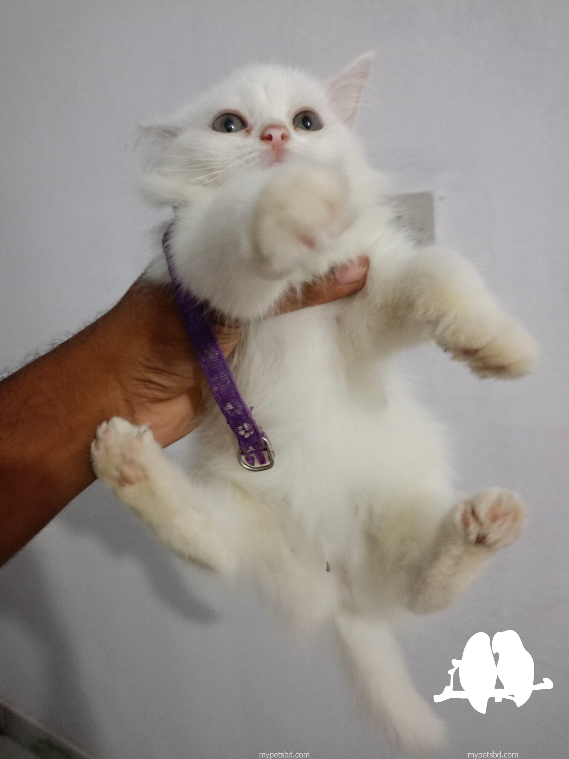Persian Female Cat