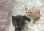 1-3 months old kittens
