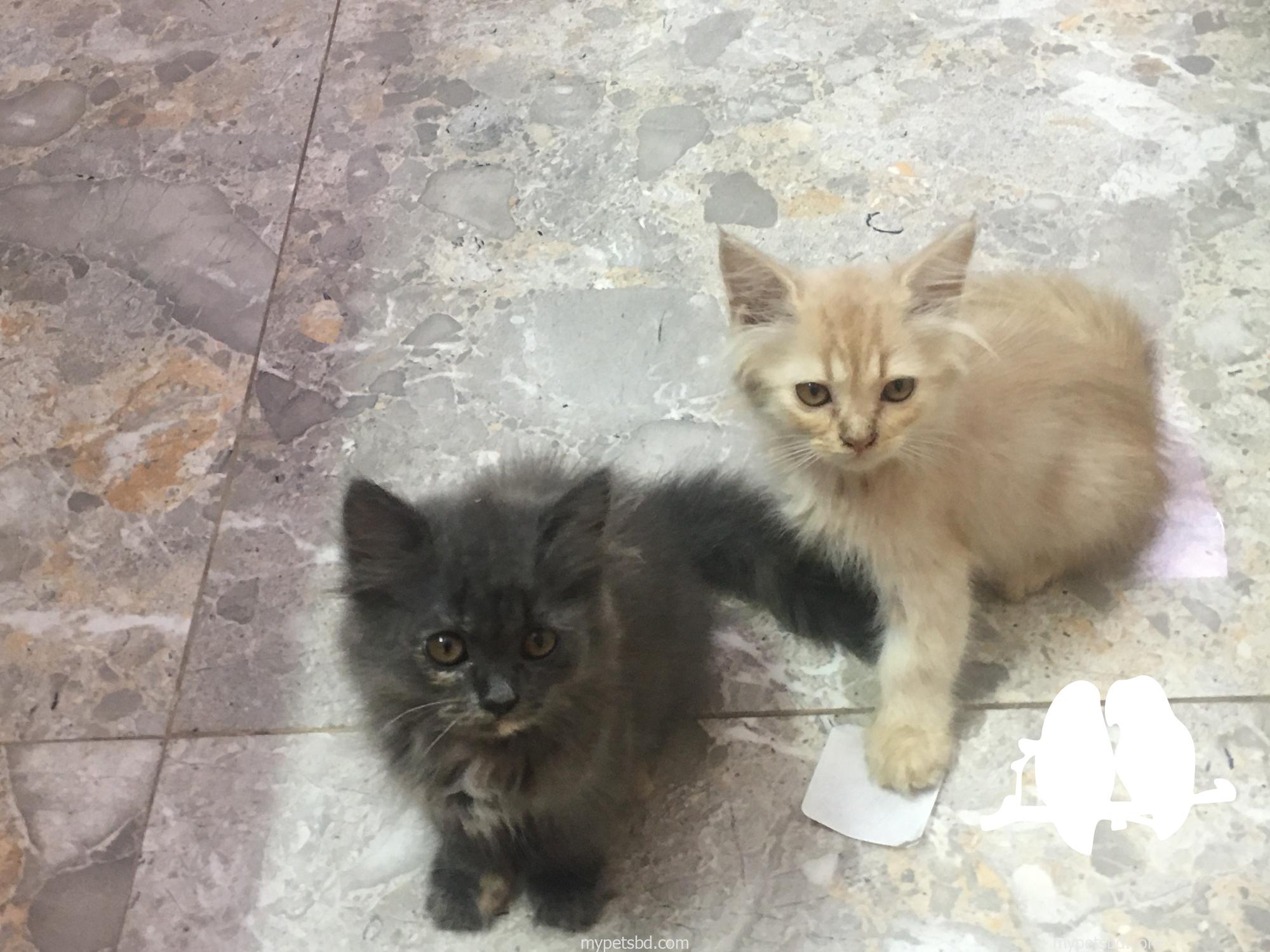 1-3 months old kittens