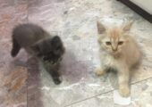 1-3 months old kittens