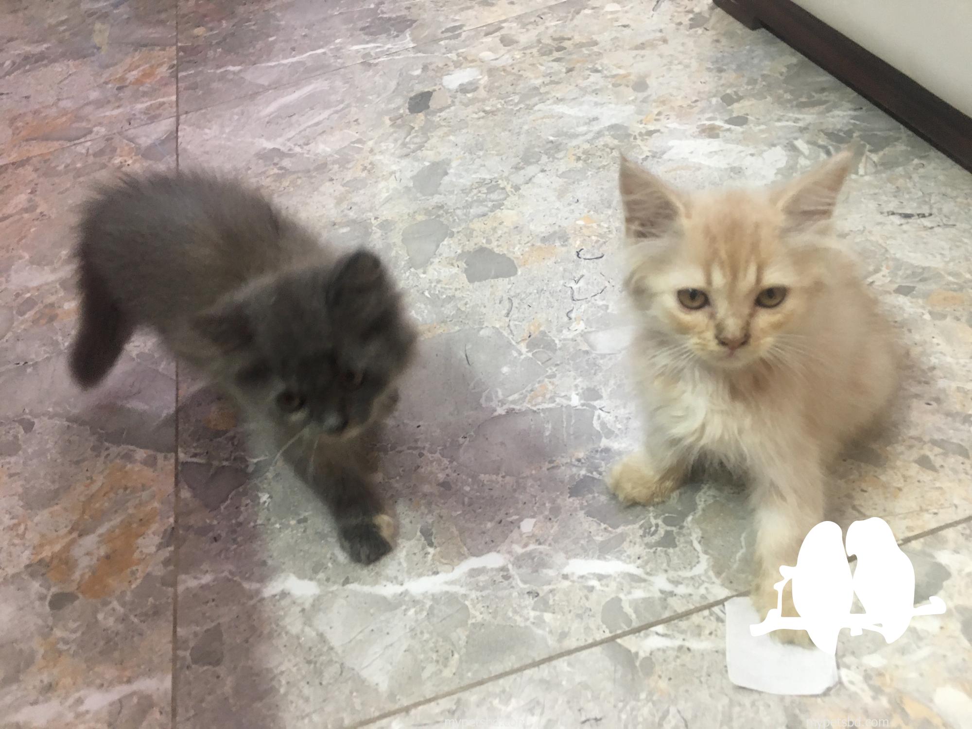 1-3 months old kittens