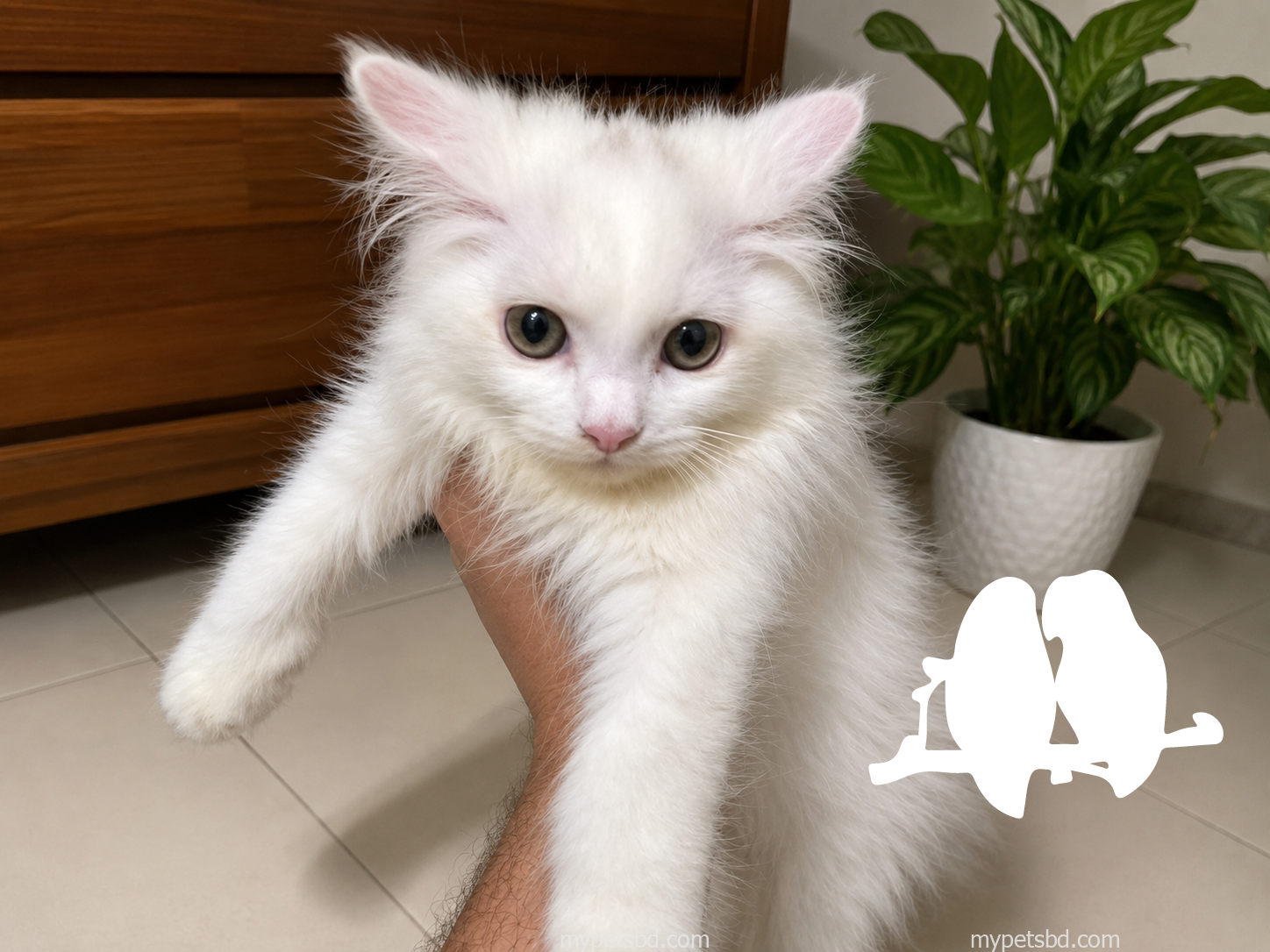 Persian Cat