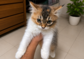 Persian Cat