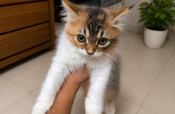 ChatGPT-Image-Jul-12-2026-01_07_03-AM