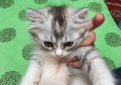 Persian Cat