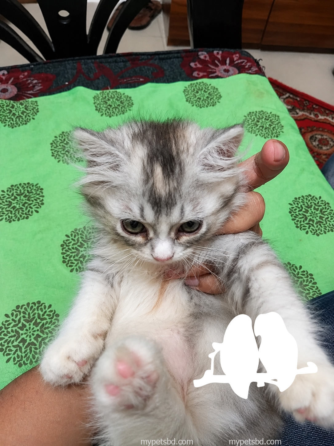Persian Cat