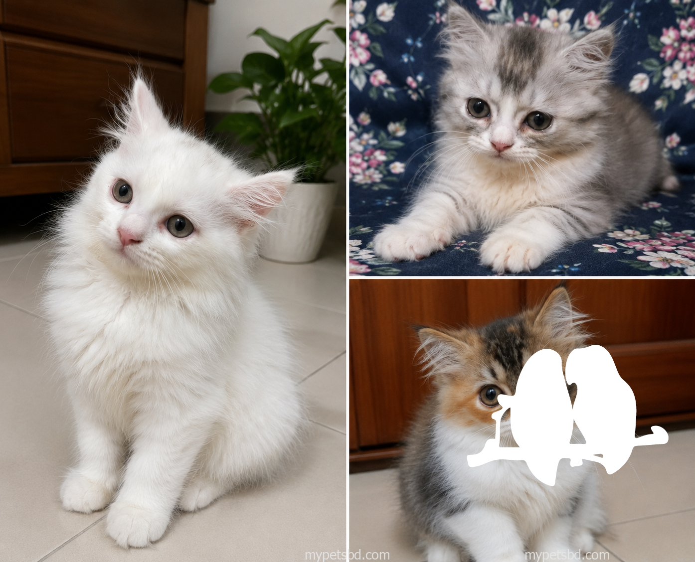 Persian Cat