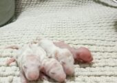 ALBINO RAT