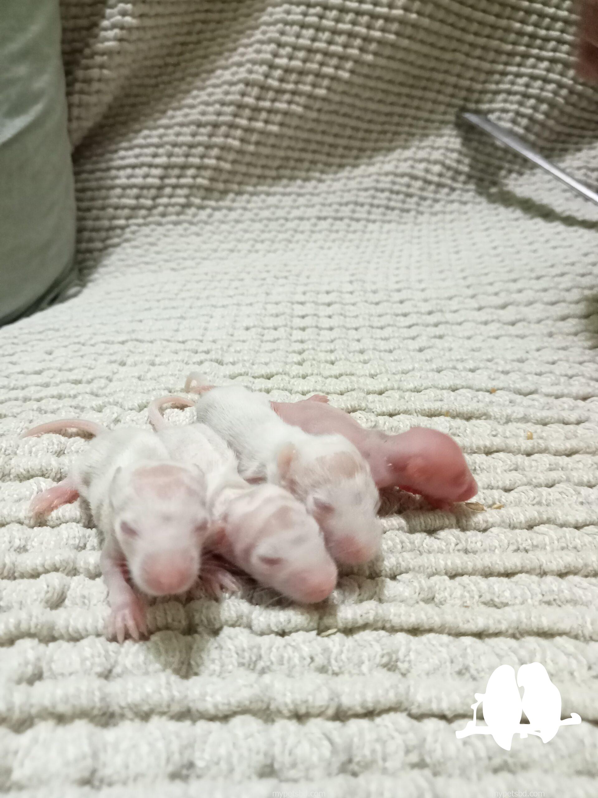 ALBINO RAT