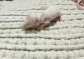 ALBINO RAT