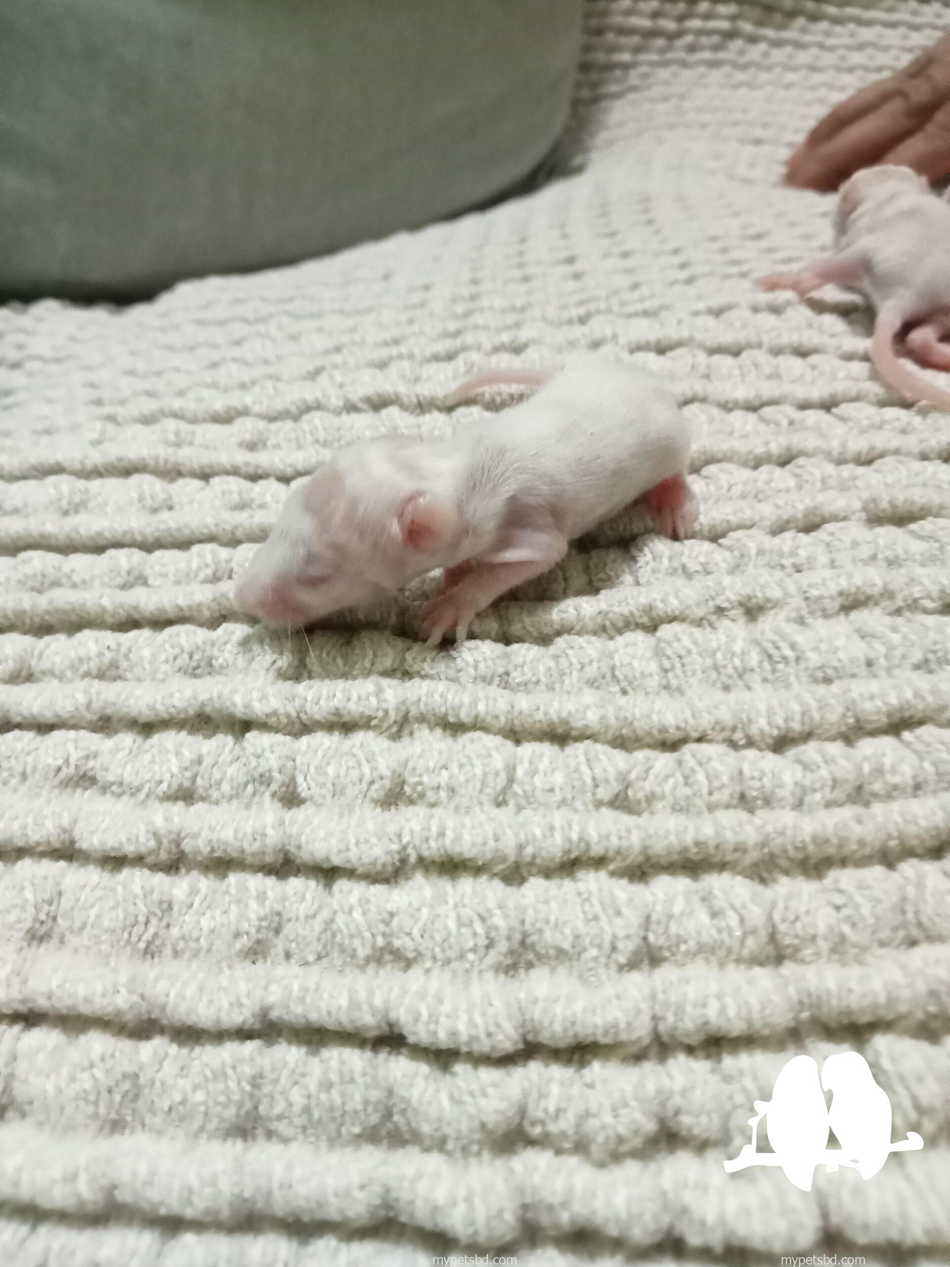 ALBINO RAT