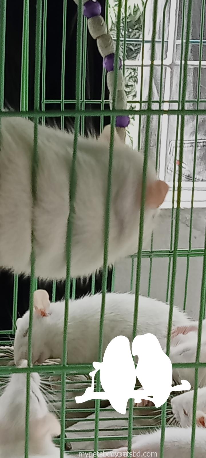 ALBINO RAT