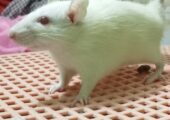ALBINO RAT