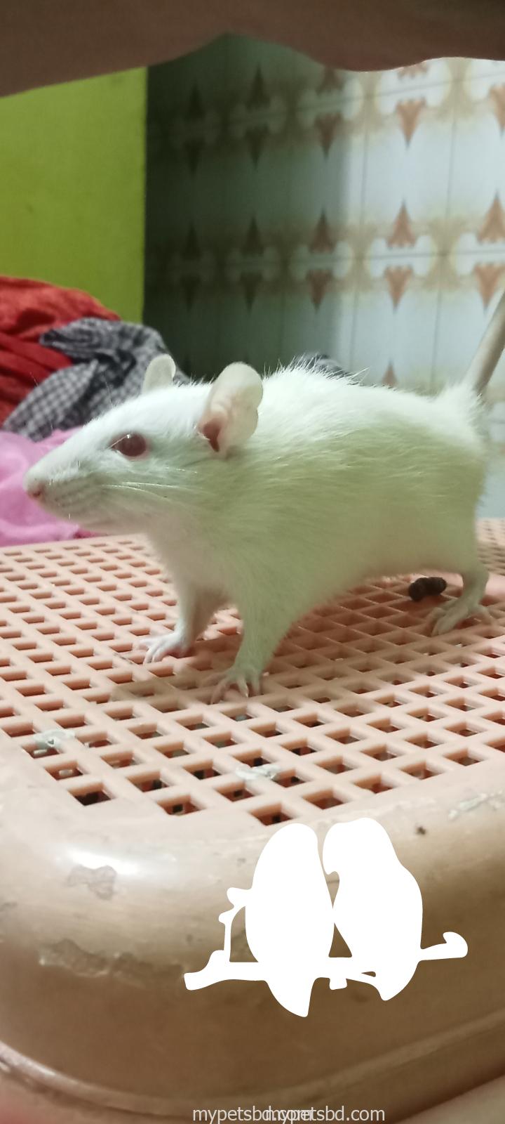 ALBINO RAT