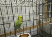 Master pair budgie (full set up) for sell