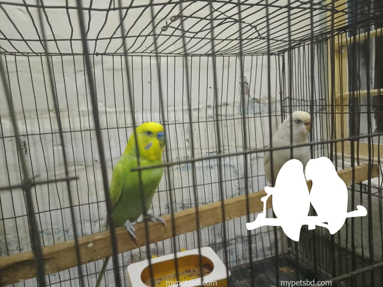 Master pair budgie (full set up) for sell