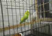 Master pair budgie (full set up) for sell