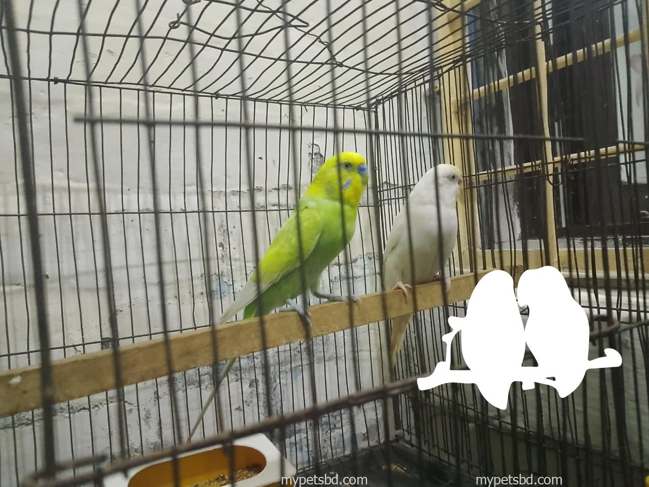 Master pair budgie (full set up) for sell