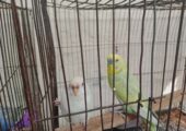Master pair budgie (full set up) for sell