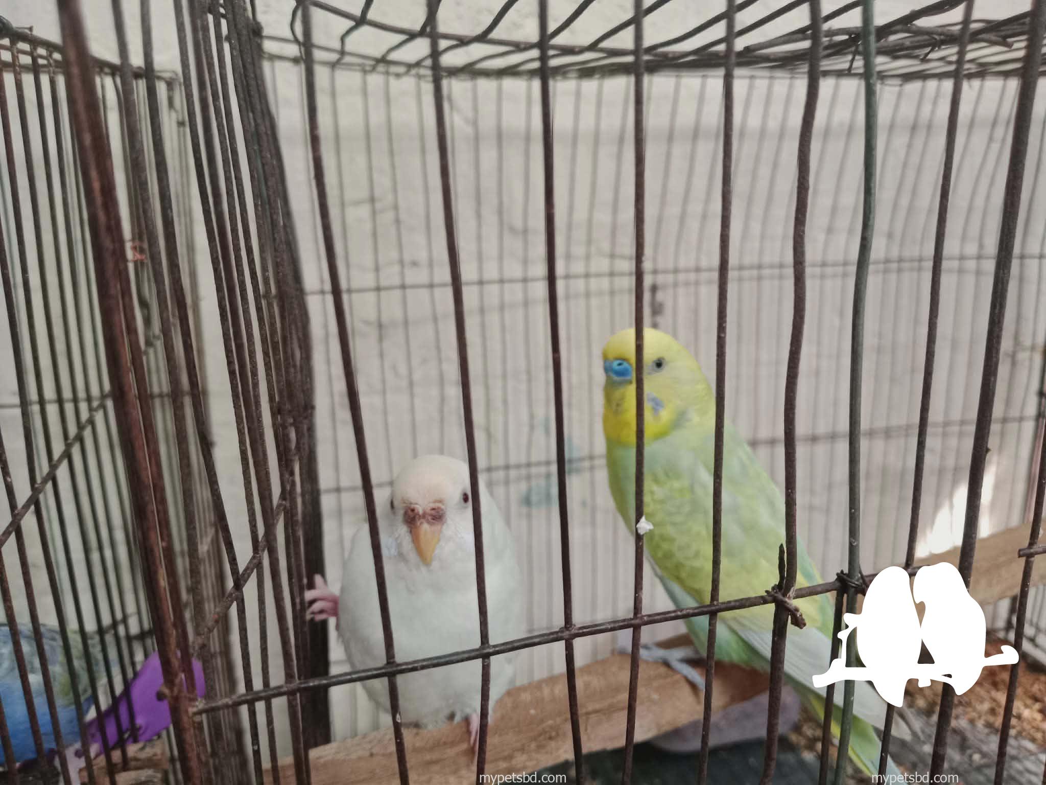 Master pair budgie (full set up) for sell