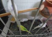 2 pairs budgie with cage