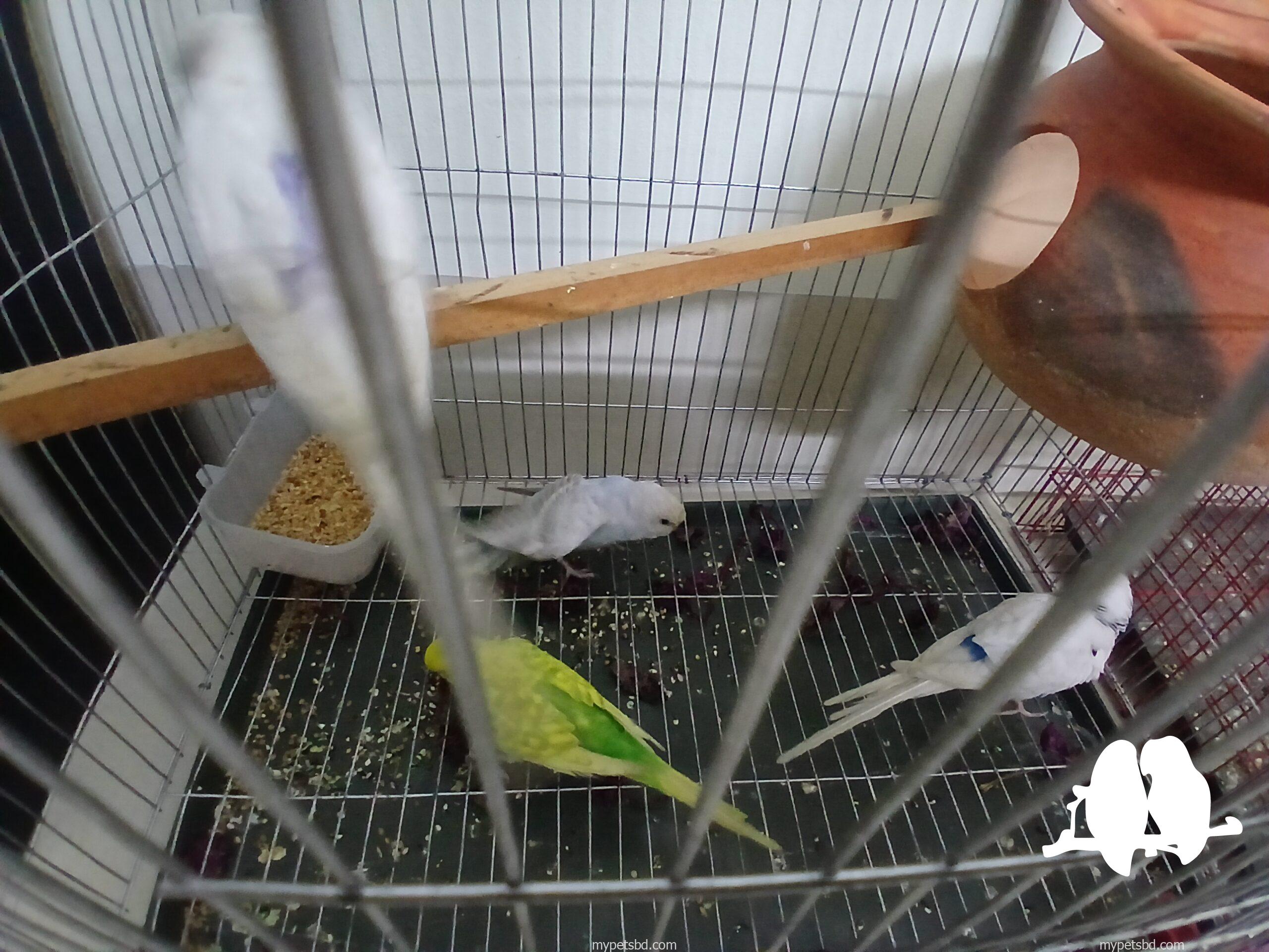 2 pairs budgie with cage