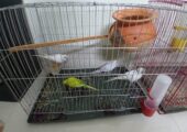 2 pairs budgie with cage