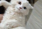🔥 RARE ODD-EYE PERSIAN KITTEN FOR SALE! 🔥
