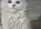 🔥 RARE ODD-EYE PERSIAN KITTEN FOR SALE! 🔥
