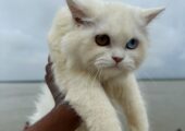 🔥 RARE ODD-EYE PERSIAN KITTEN FOR SALE! 🔥