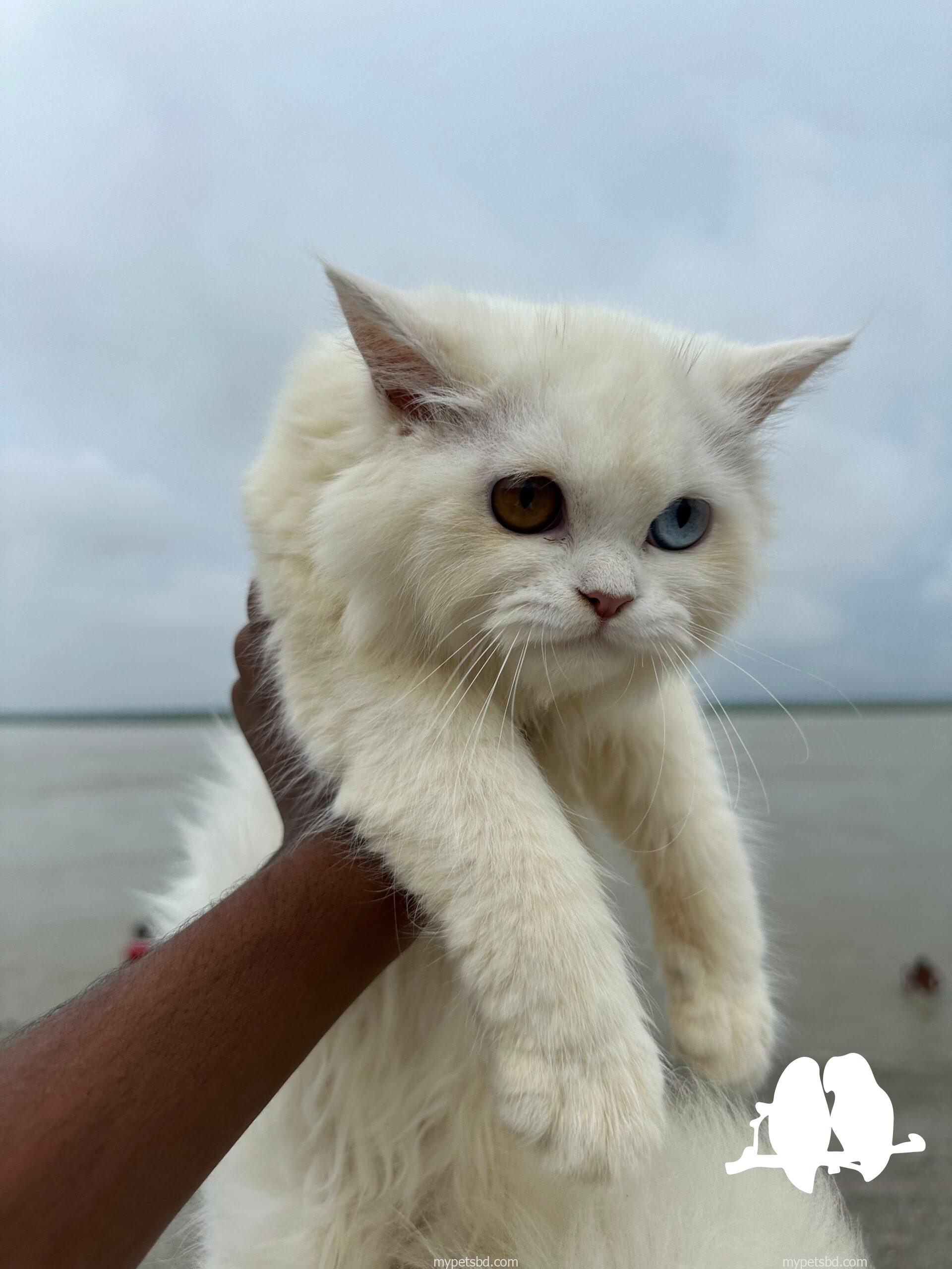 🔥 RARE ODD-EYE PERSIAN KITTEN FOR SALE! 🔥