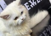 🔥 RARE ODD-EYE PERSIAN KITTEN FOR SALE! 🔥