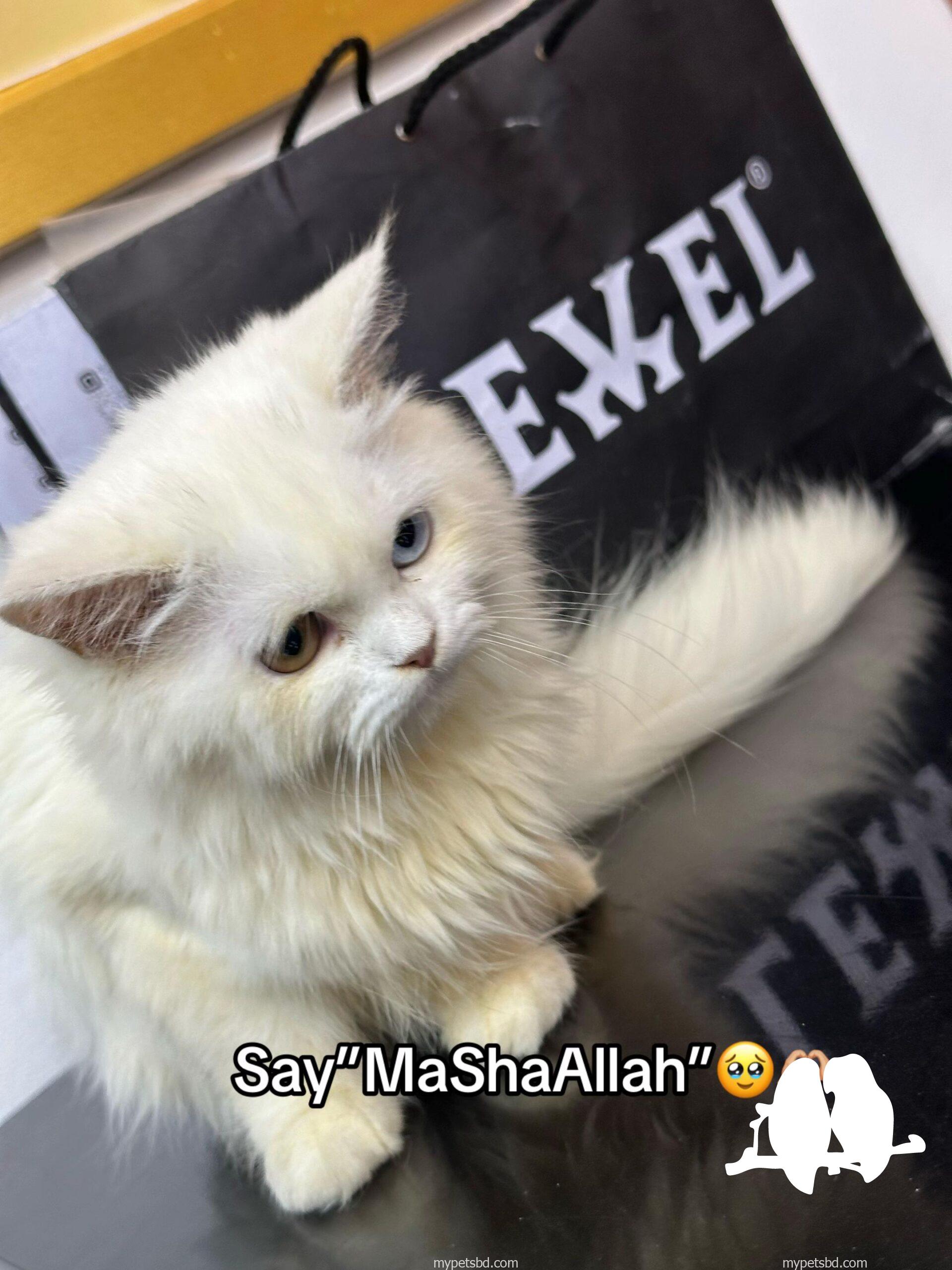 🔥 RARE ODD-EYE PERSIAN KITTEN FOR SALE! 🔥