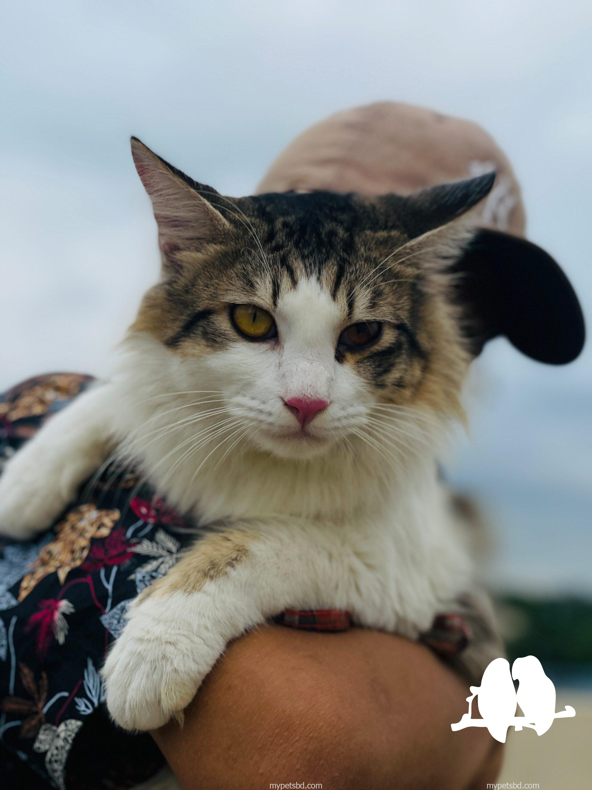 Purebred Siberian cat