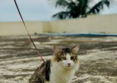 Purebred Siberian cat