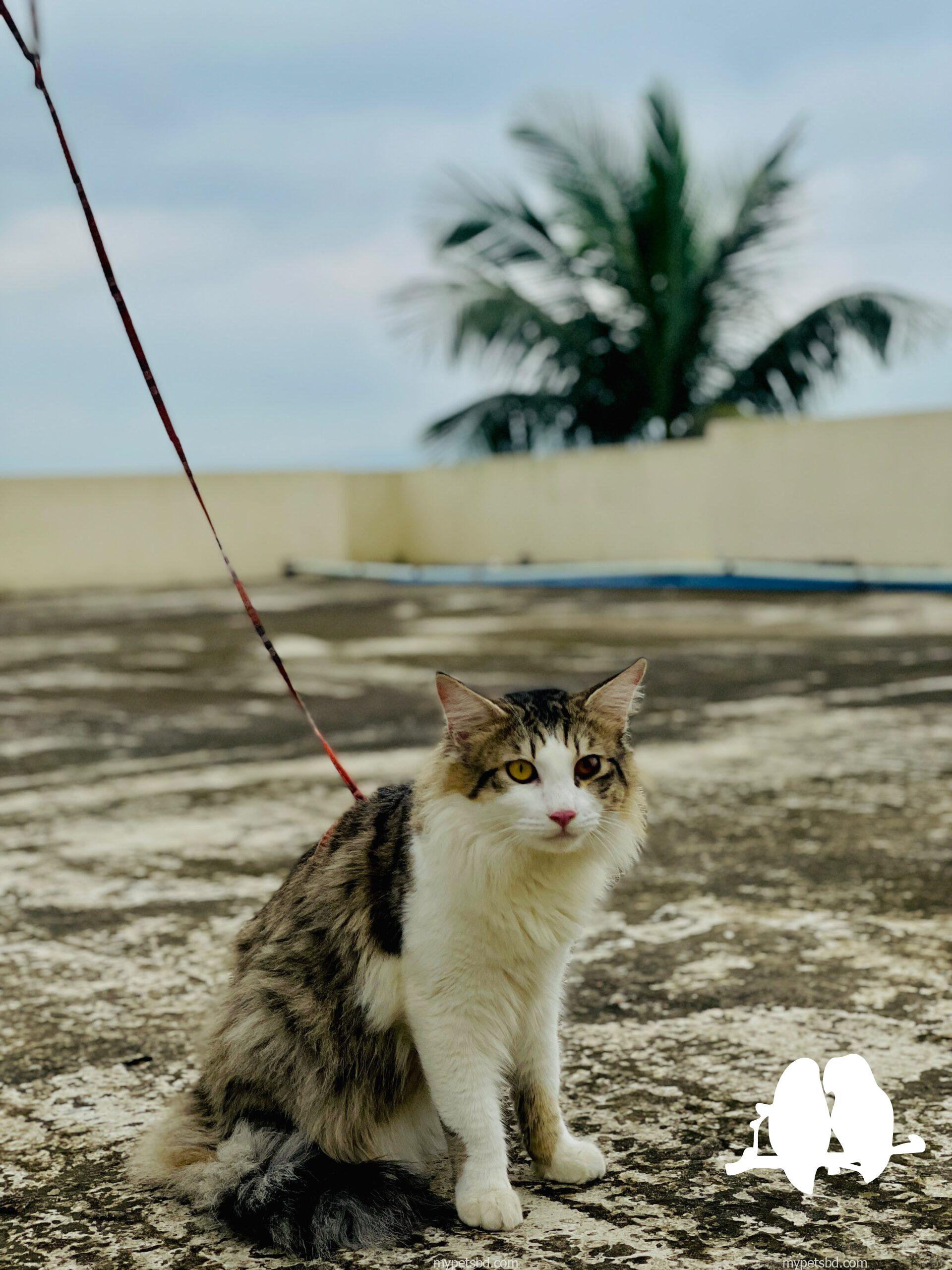 Purebred Siberian cat