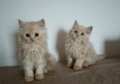 Purebred Persian kittens