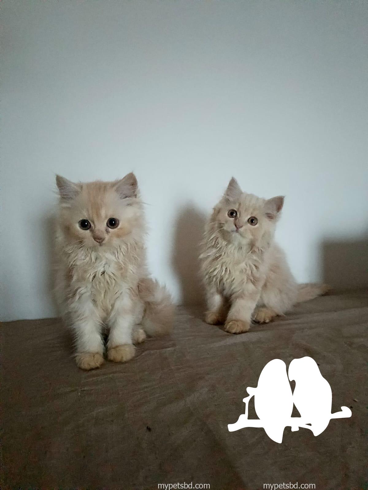 Purebred Persian kittens