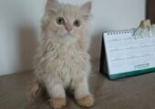 Purebred Persian kittens