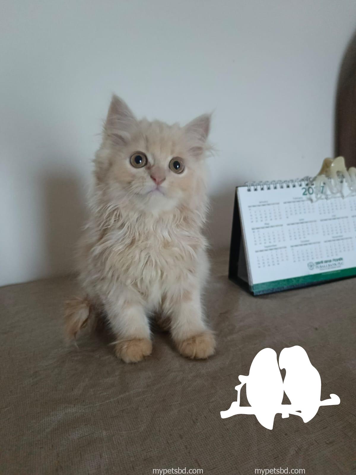 Purebred Persian kittens