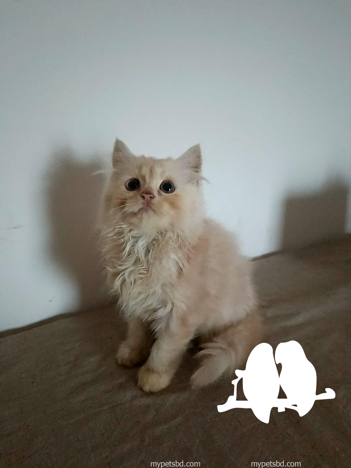 Purebred Persian kittens